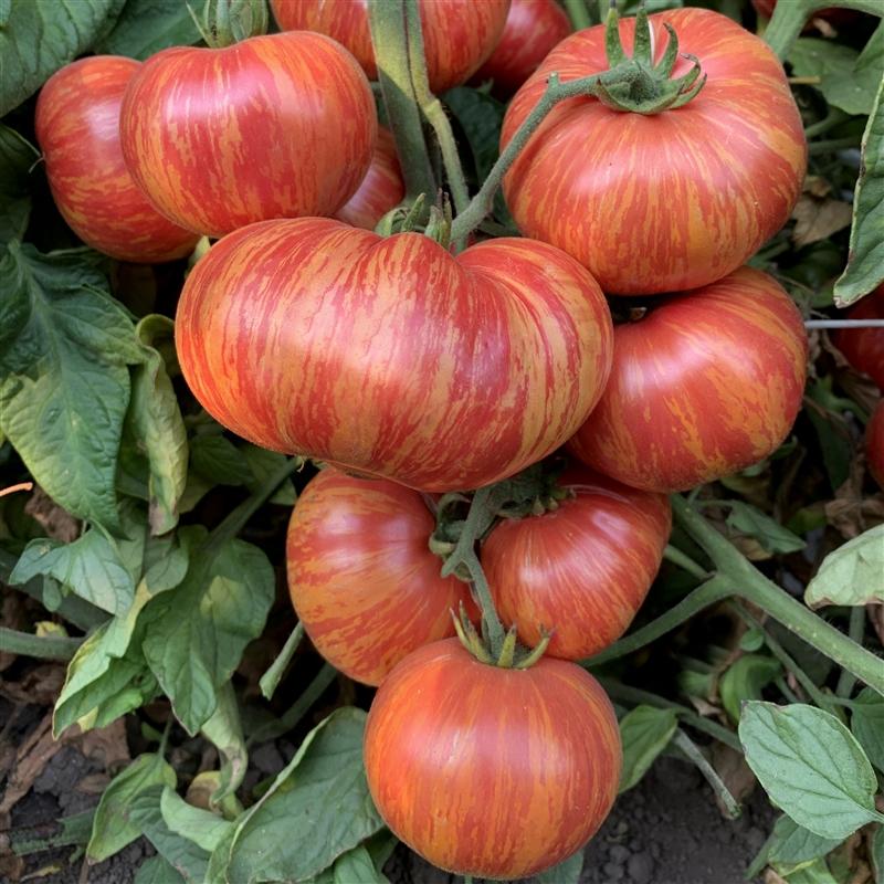 Tomato "Vintage Wine" Hybrid/Beefsteak
