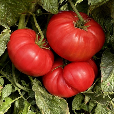 Tomato "Watermelon" Beefsteak
