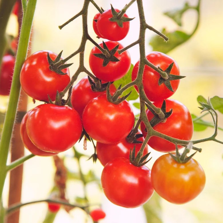 Tomato "Peace Vine" Cherry