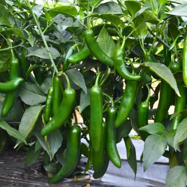 Pepper "Pathfinder F1" Serrano