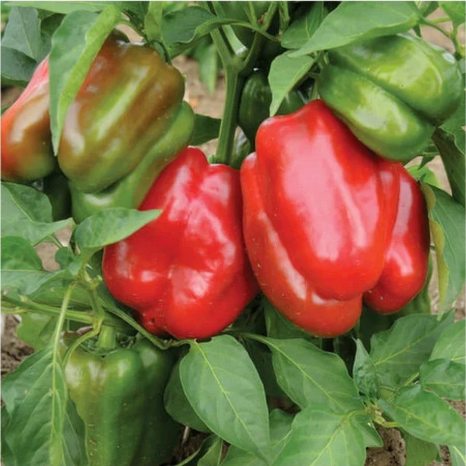 Pepper "Staddon's Select" Bell Organic