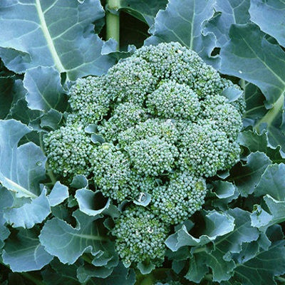 Broccoli "DeCicco" Organic