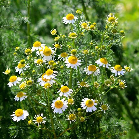 German Chamomile