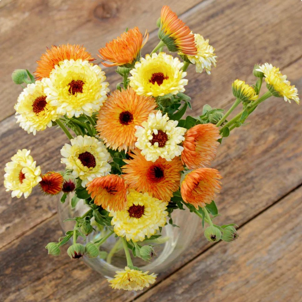 Calendula "Cantaloupe"