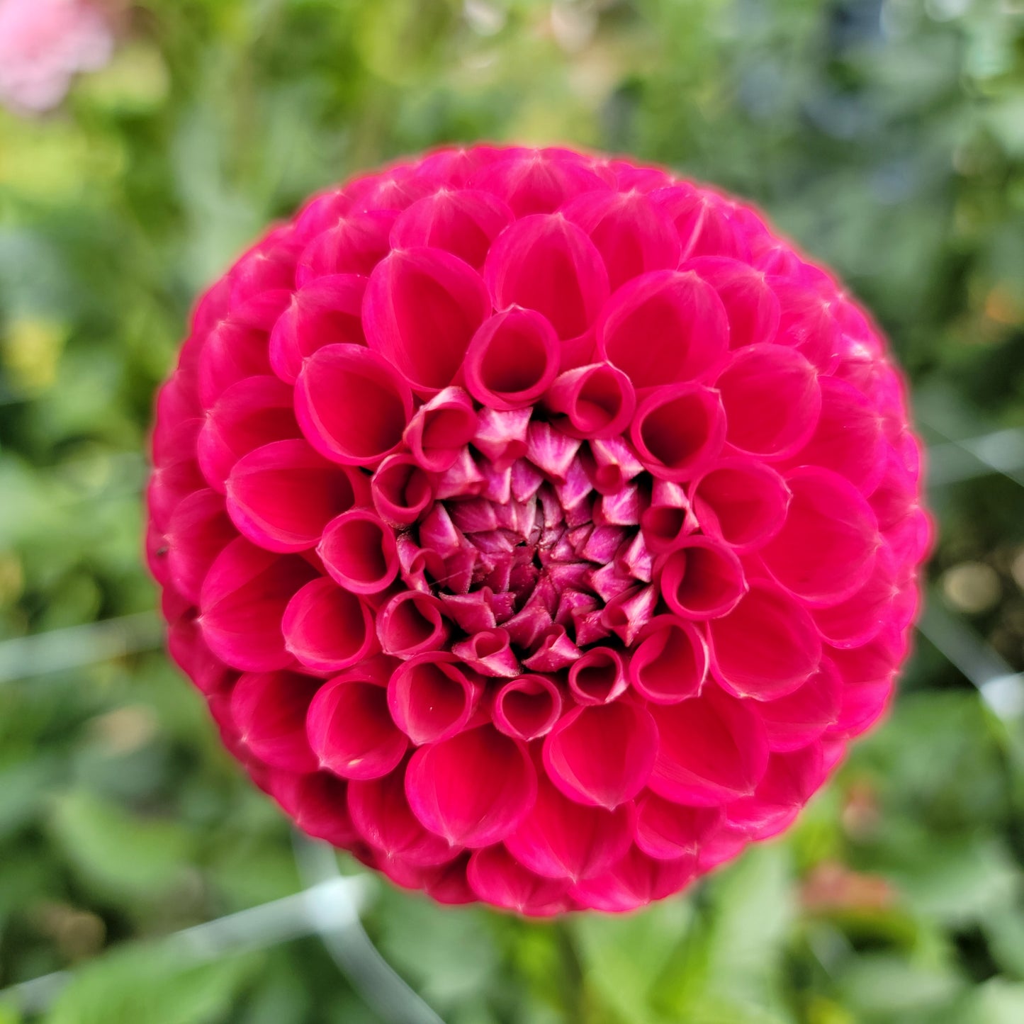 Dahlia "Cornel"
