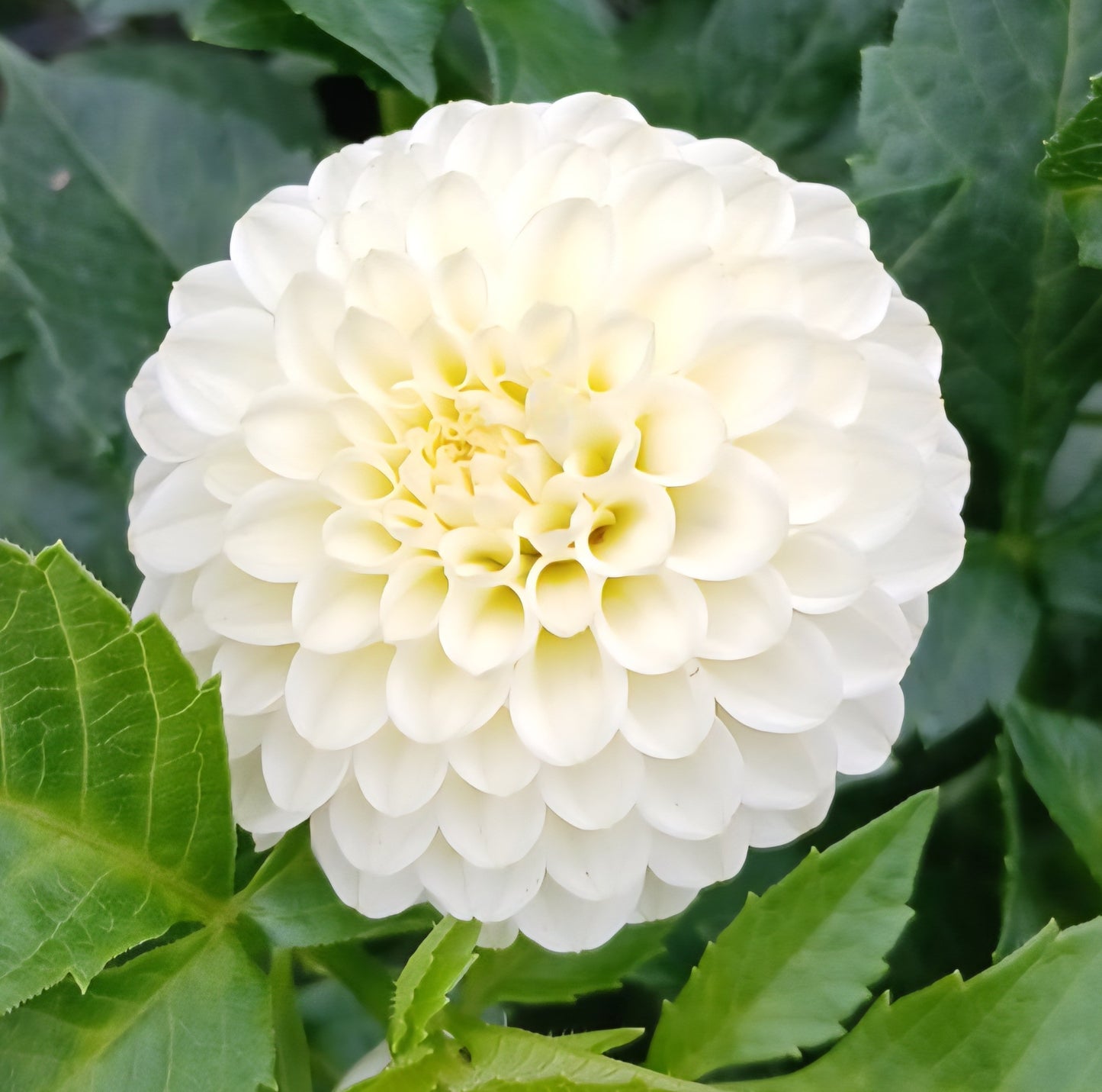 Dahlia "Creamy"