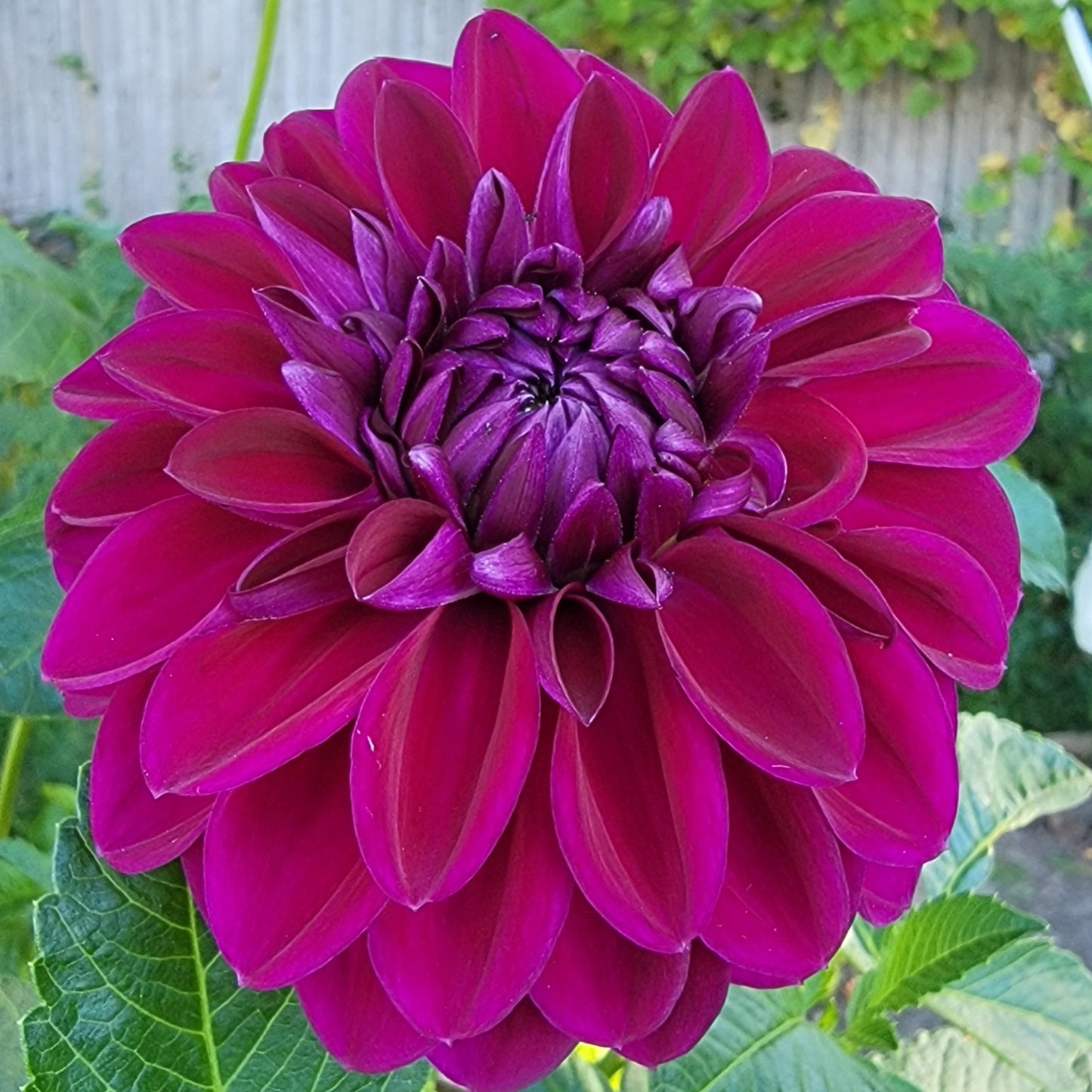 Dahlia "Diva"