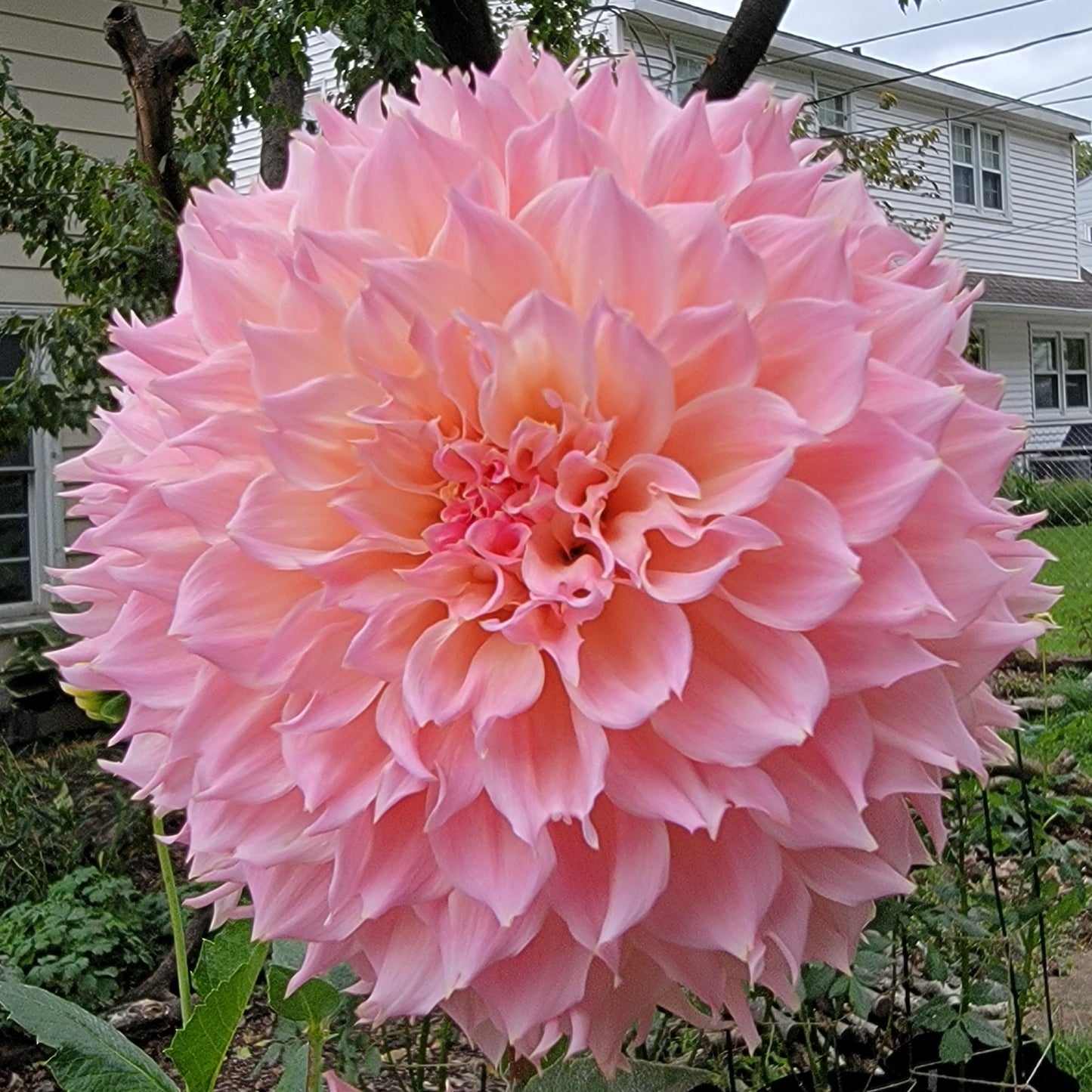 Dahlia "Lee's Pink Grapefruit"