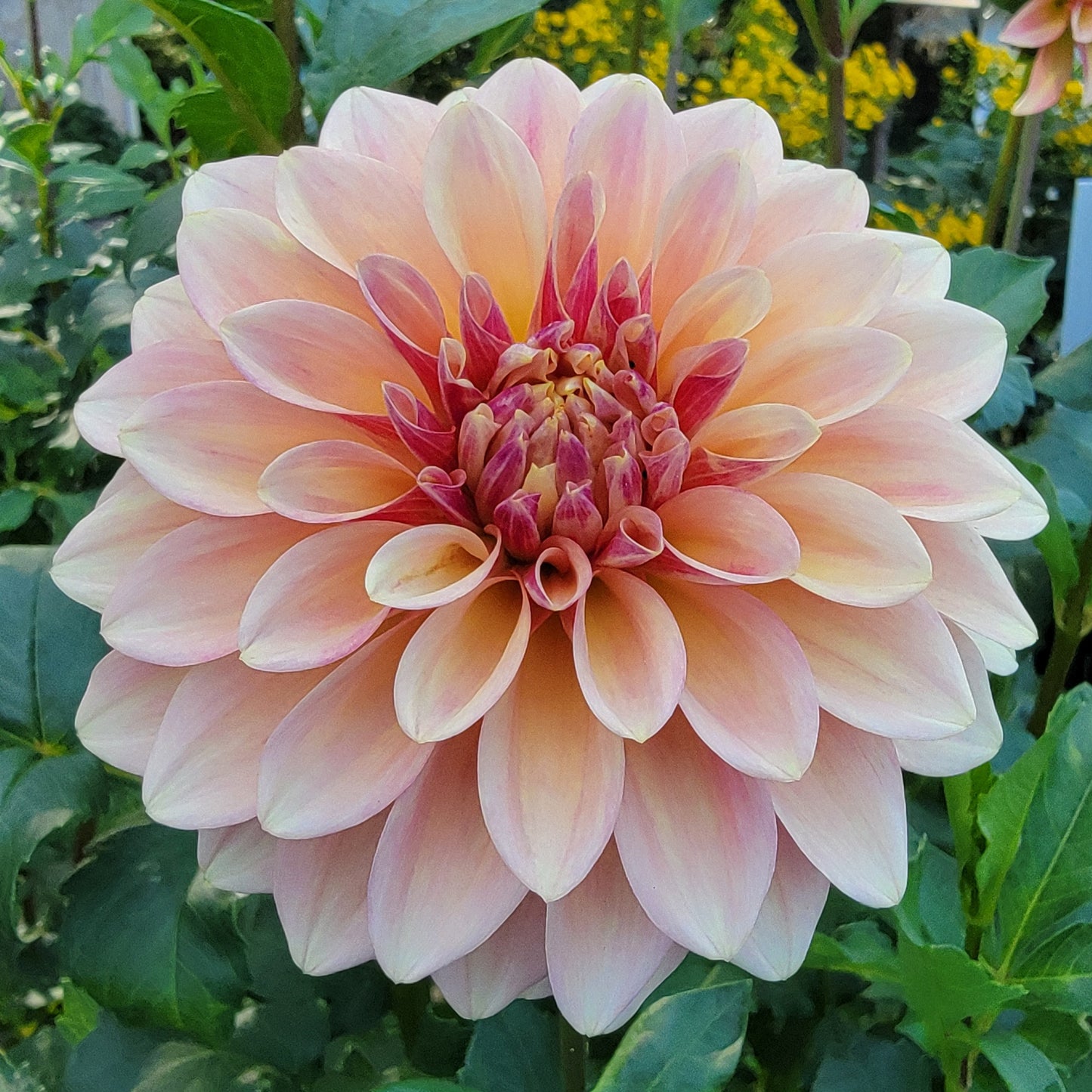 Dahlia "Miss Amara"