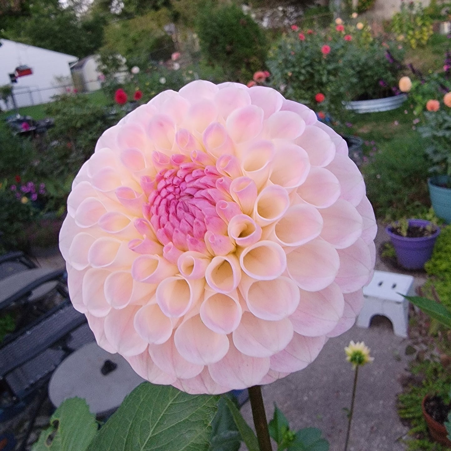 Dahlia "NOID" similar to "Opal"