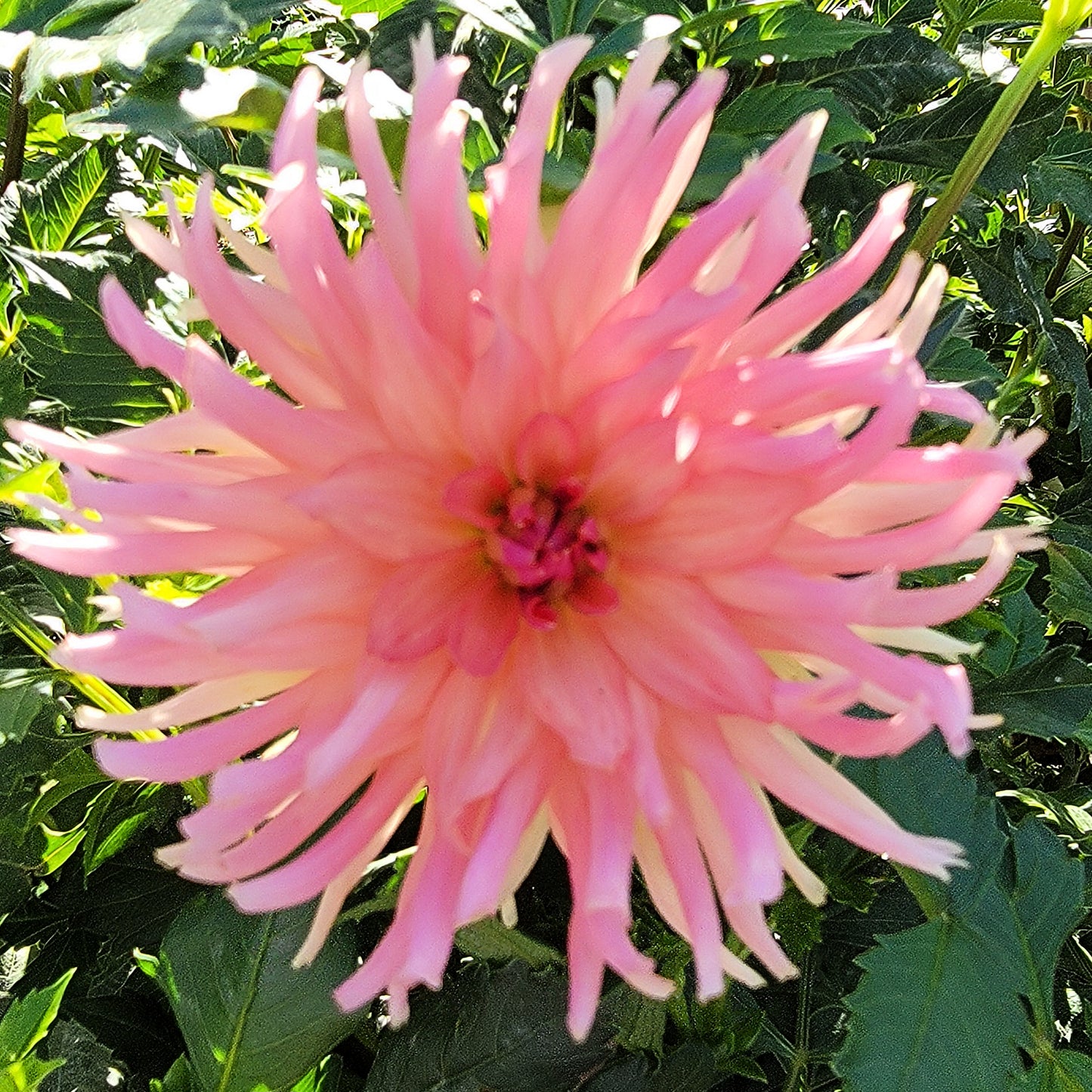 Dahlia "Terracotta"