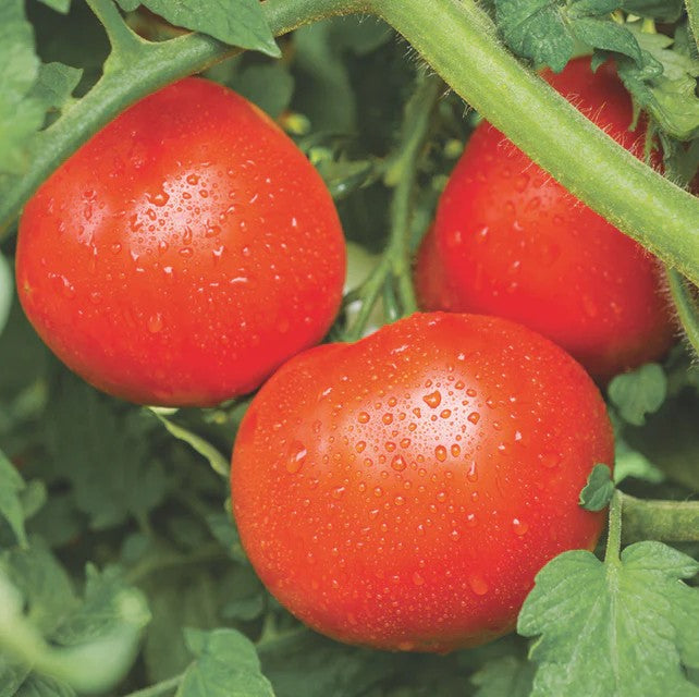 Tomato "Tasti-Lee®" Hybrid