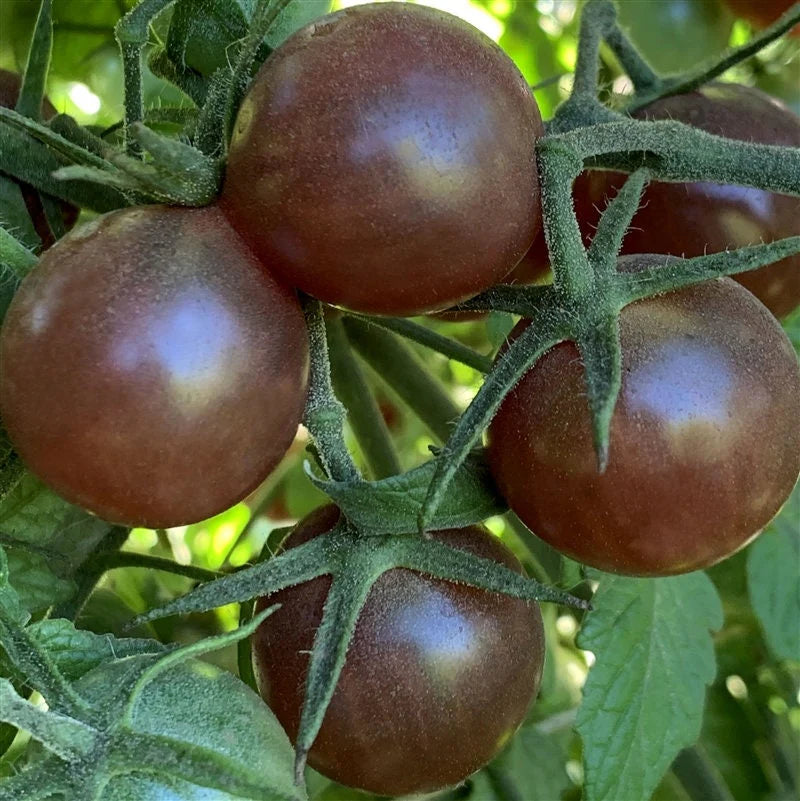 Tomato "Chocolate Cherry"