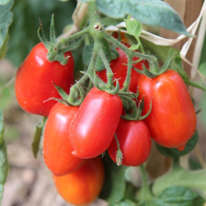 Tomato "Roma" Organic