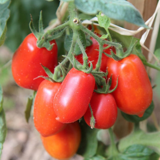 Tomato "Roma" Organic