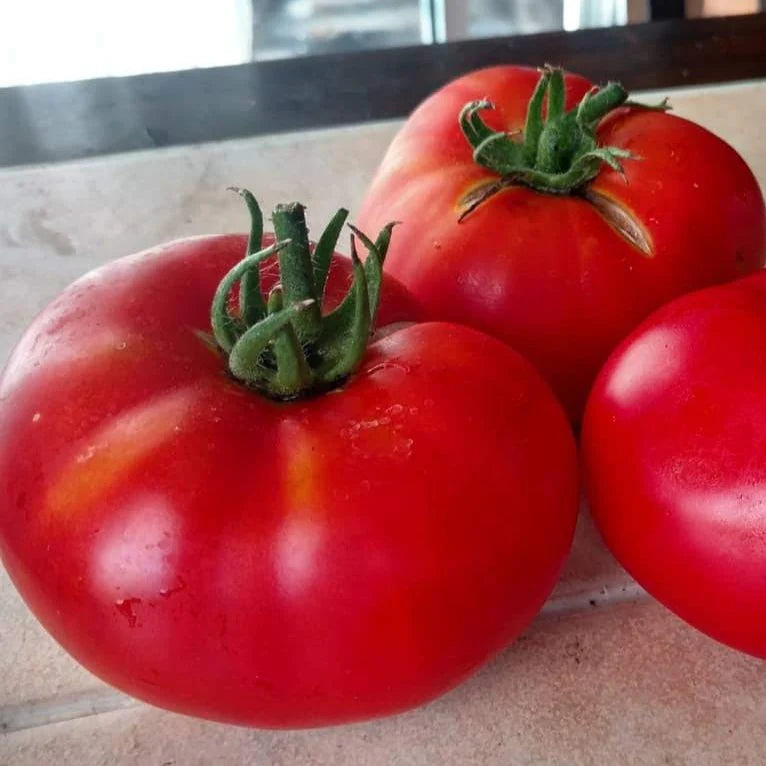 Tomato "Brandywine Red" Heirloom/Beefsteak