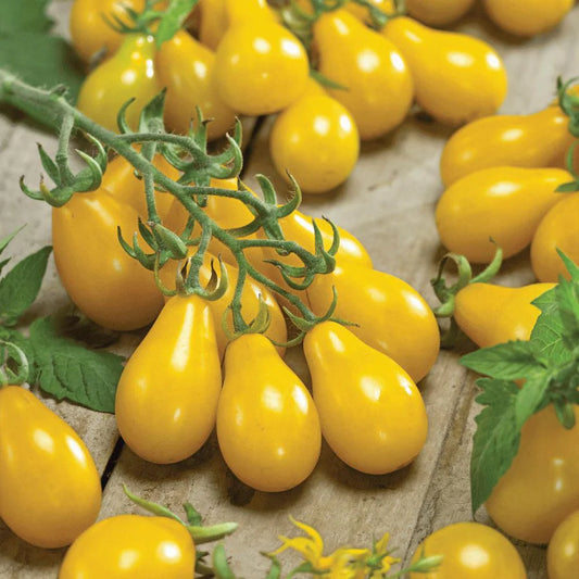 Tomato "Yellow Pear" Heirloom