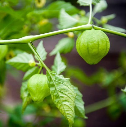 Tomatillo, Organic