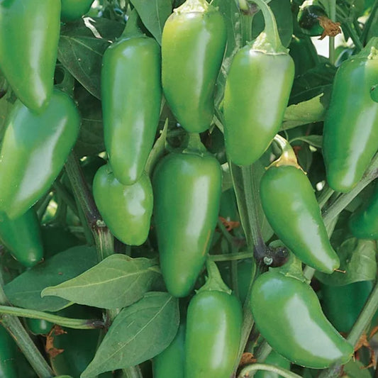 Pepper "Early Jalapeno" Organic