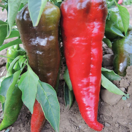 Pepper "Italian Sweet" Organic