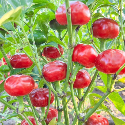 Pepper "Large Red Hot Cherry"