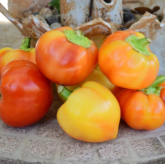 Pepper "Alma Paprika" Organic