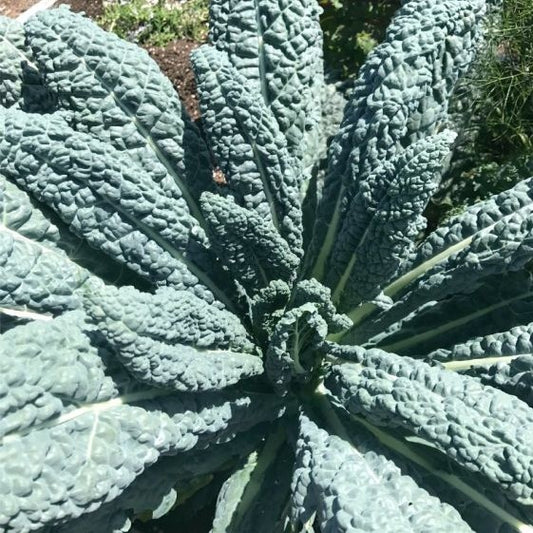 Lacinato Kale "Nero" Organic
