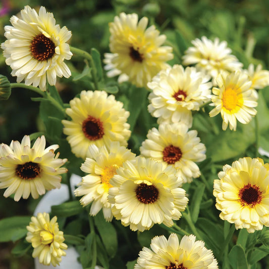 Calendula "Snow Princess"