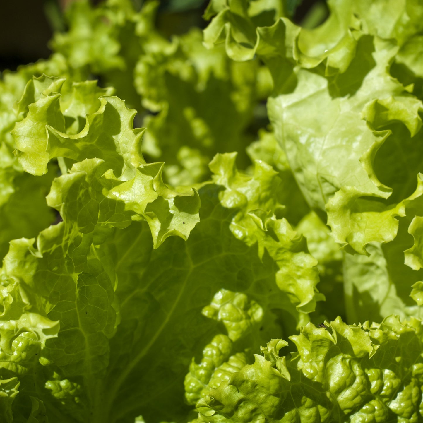 Leaf Lettuce "Grand Rapids" Heirloom