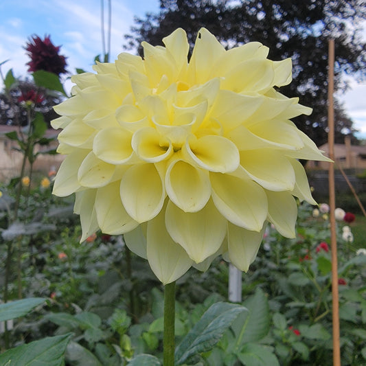 Dahlia "A-Peeling"