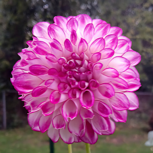 Dahlia "AC Devin"