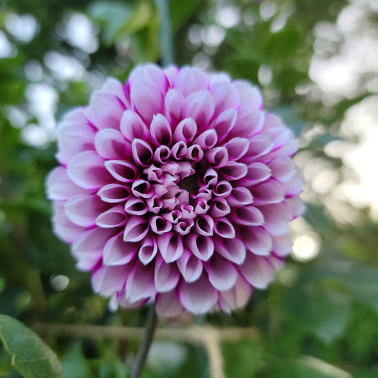 Dahlia "Aitara Diadam"