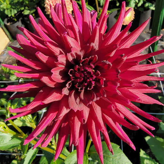 Dahlia "Black Narcissus"