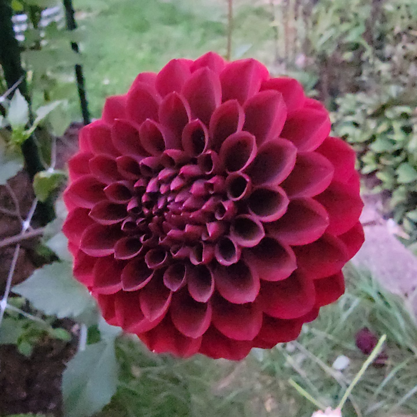 Dahlia "Bloomquist Champion"