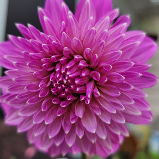 Dahlia "Bloomquist Clear Delight"