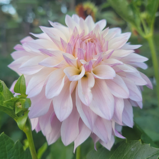 Dahlia "Bloomquist Compare"