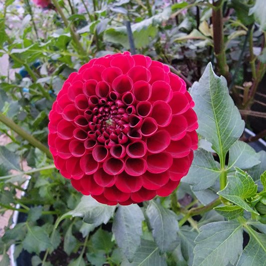 Dahlia "Bloomquist Crave"