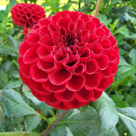 Dahlia "Bloomquist Paul Jr."