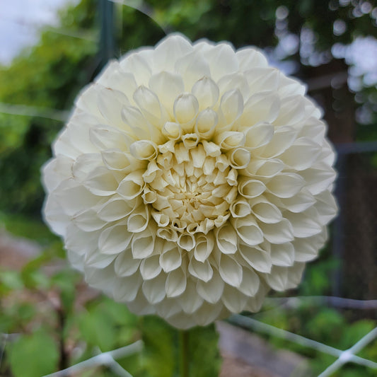 Dahlia "Bloomquist Snowy"