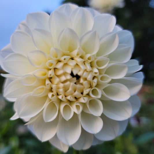 Dahlia "Boom Boom White"