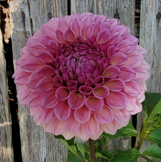 Dahlia "Bracken Ruse"
