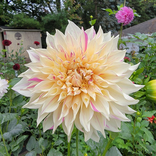 Dahlia "Cafe au Lait Twist"
