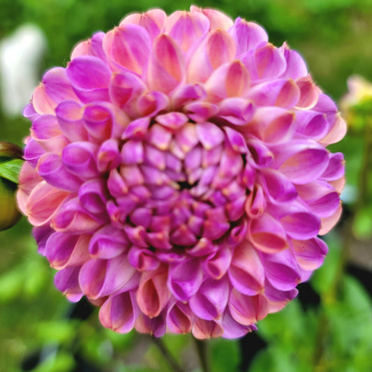 Dahlia "Caitlin's Joy"