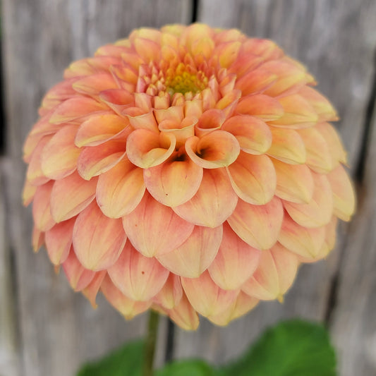 Dahlia "Camano Buz"