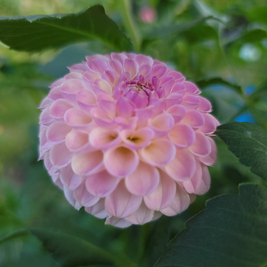 Dahlia "Camano Zoe"