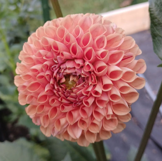 Dahlia "Cornel Bronze"