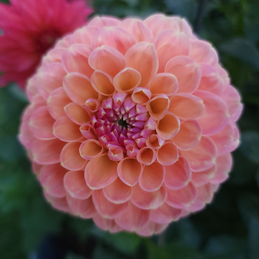 Dahlia "Crichton Honey"