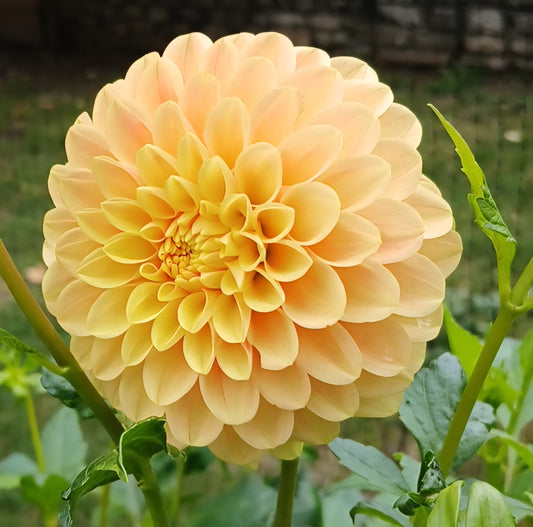 Dahlia "Darcy"