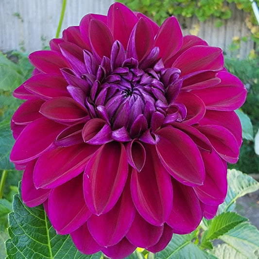 Dahlia "Diva"