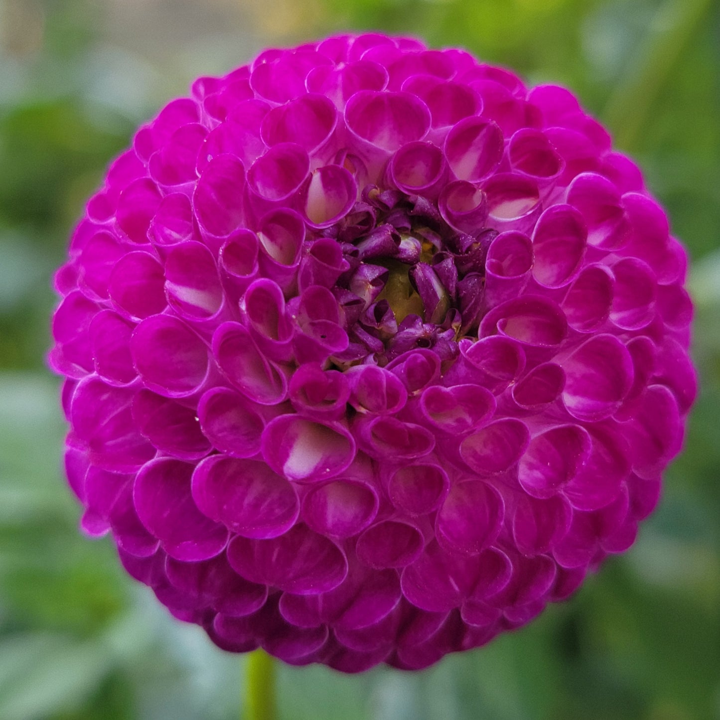 Dahlia "Dot Com"